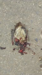 Lasiurus ega