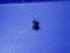Cyrtobagous salviniae
