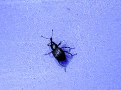 Cyrtobagous salviniae