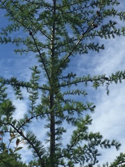 Larix laricina image