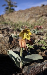 Fritillaria glauca