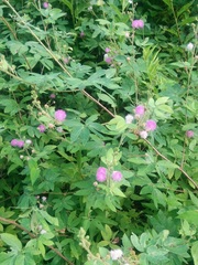 Mimosa debilis