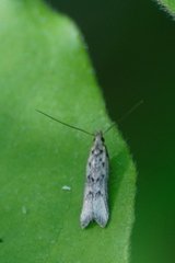Dichomeris punctidiscellus