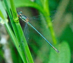 Lestes dryas