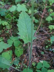 Hieracium sylvularum