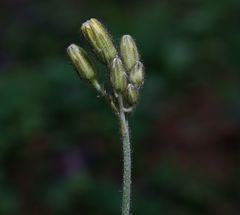 Hieracium sylvularum