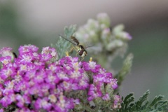 Sphaerophoria