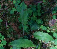 Hieracium sylvularum