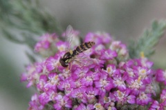Sphaerophoria