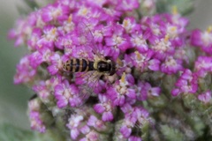 Sphaerophoria