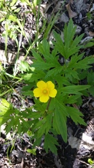 Ranunculus hispidus nitidus