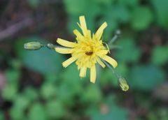 Hieracium sylvularum