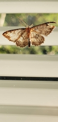 Cyclophora nanaria