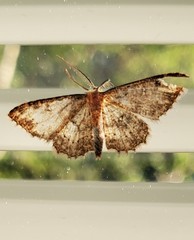 Cyclophora nanaria