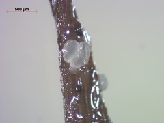 Hyaloscypha secalina