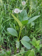 Impatiens glandulifera