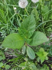 Impatiens glandulifera