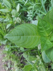 Impatiens glandulifera