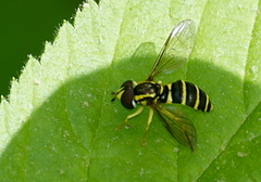 Xanthogramma flavipes