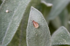 Syrphidae