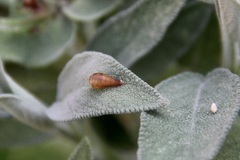 Syrphidae