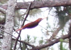 Blythipicus pyrrhotis