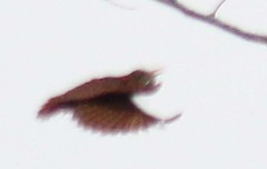 Blythipicus pyrrhotis