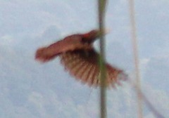 Blythipicus pyrrhotis