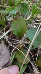 Pyrola elliptica