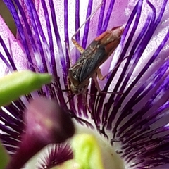 Closterotomus trivialis