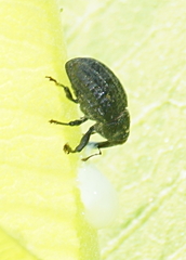 Rhyssomatus lineaticollis