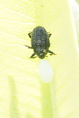 Rhyssomatus lineaticollis