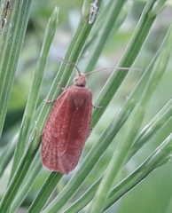 Celypha rufana