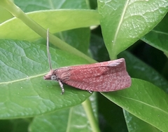 Celypha rufana
