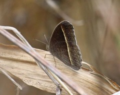 Mycalesis annamitica