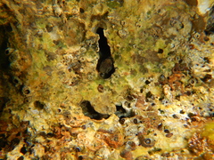 Microlipophrys canevae