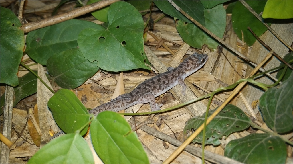 Siamese Leaf-toed Gecko
