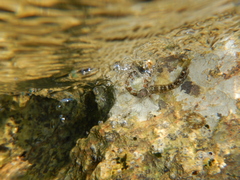 Microlipophrys canevae