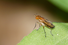 Tetanocera plebeja
