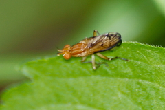 Tetanocera plebeja