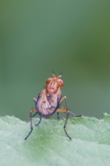 Tetanocera plebeja