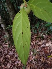 Image of Posoqueria grandiflora