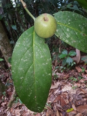 Posoqueria grandiflora