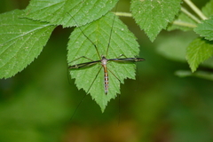Tipula caloptera