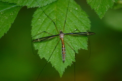 Tipula caloptera