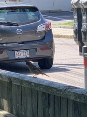 Passer domesticus