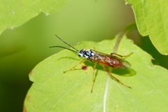 Aglaostigma semiluteum