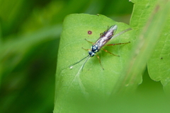 Aglaostigma semiluteum