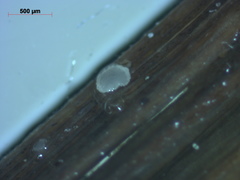 Hyaloscypha secalina