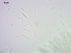 Hyaloscypha secalina